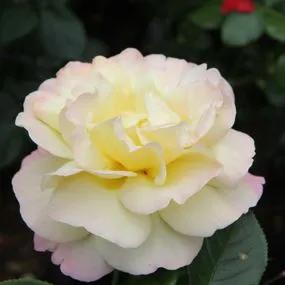 Peace Hybrid Tea Rose (Rosa Peace)